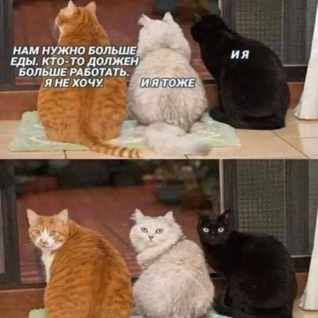 Котовторник в картинках