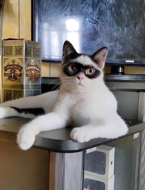 Ч/б котьки