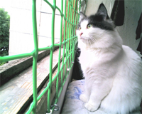 Просто моя котя