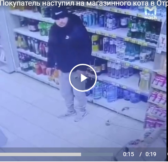 Покупатель наступил на магазинного кота в Отрадном — местные считают, что он сделал это специально и хотят привлечь его к ответственности.