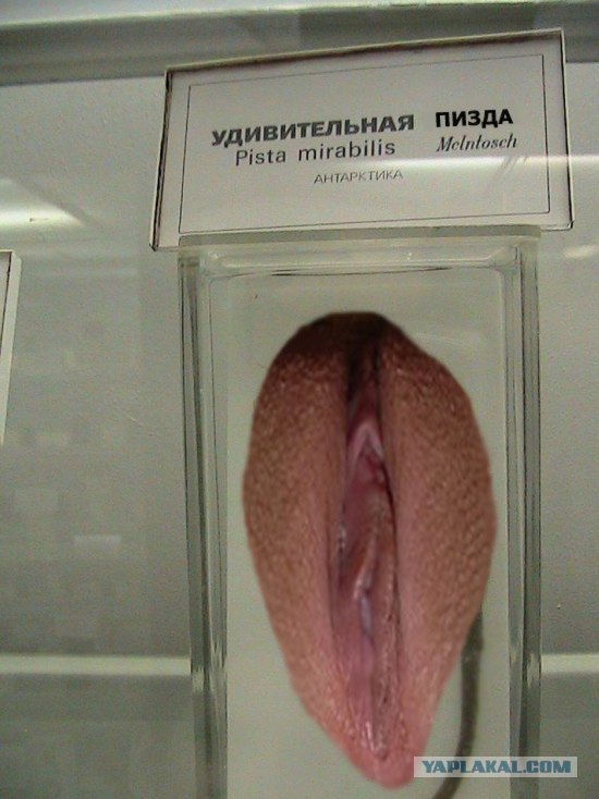 Удивительная Писта