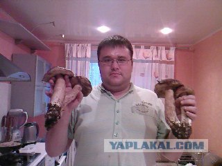 Грибы. Кто нашёл больше?