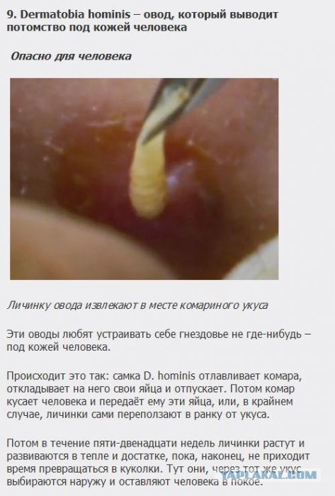 Существа, которых стоит бояться