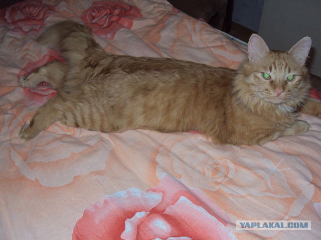 Котовторник 20.05.2014