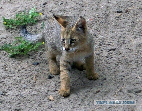 Котята хищных кошек