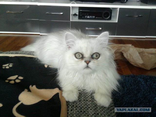 Котовторник 21.10.2014