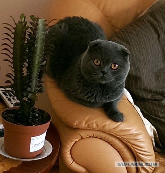 Котовторник 28.10.2014