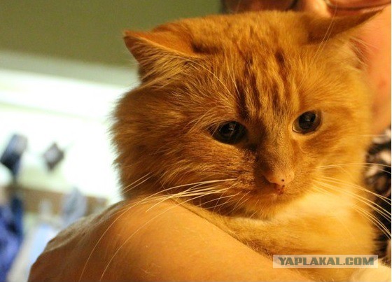 Котовторник 11.11.2014