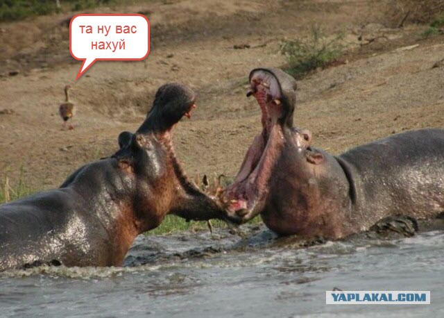 Картинки