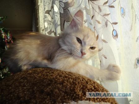 Котовторник 06.01.2015