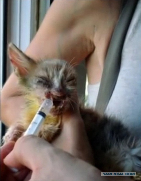 Спасение котейки