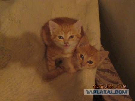Котовторник 24.03.2015