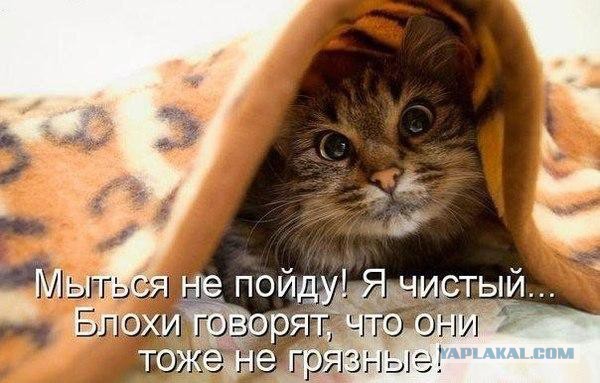 Котовторнику посвящается.