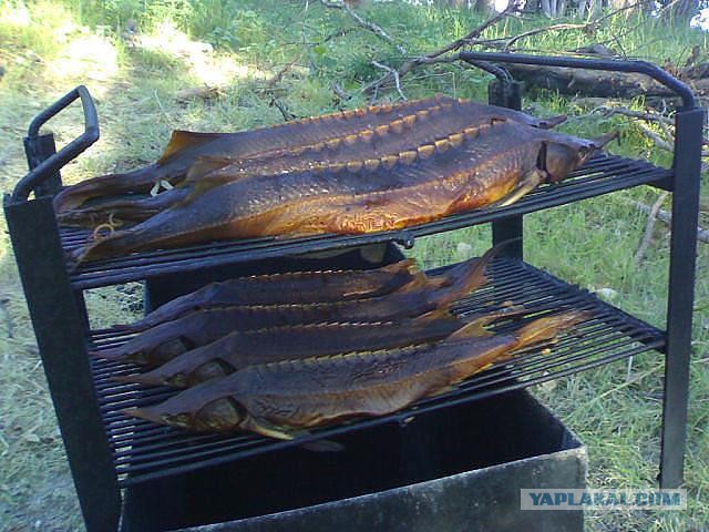 Первая ласточка запрета рыбной продукции