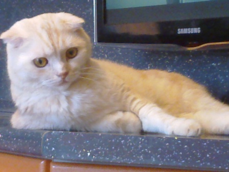 Котовторник 7.07.2015