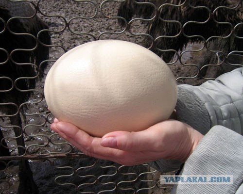 Утром из меня вышла черепаха