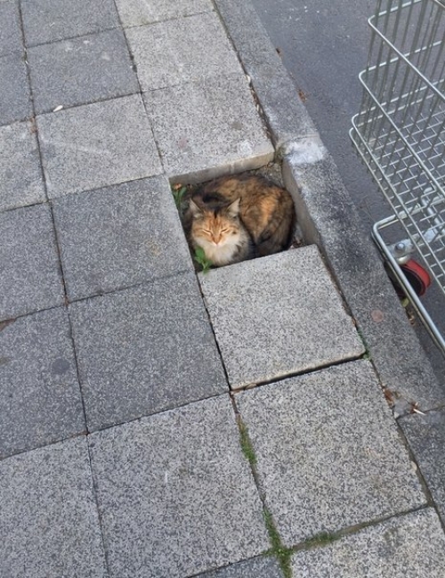 Котовторник