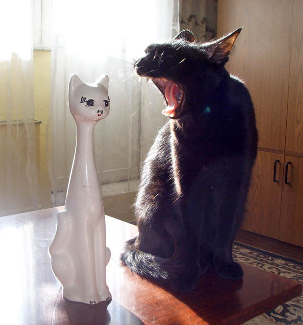 Коты, кошки, котята