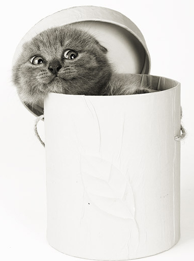 Коты, кошки, котята