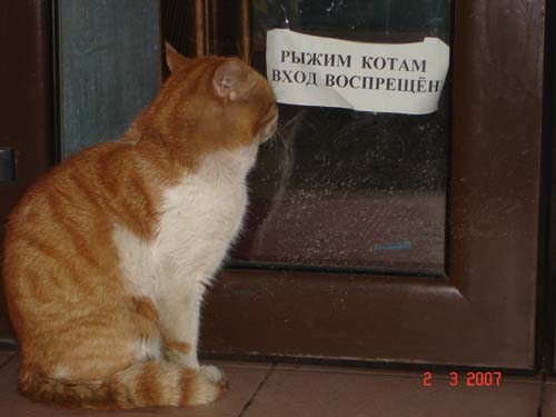 Вторничный котомёт