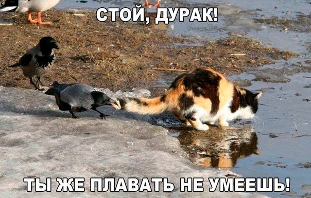 Мохнатые беспредельщики