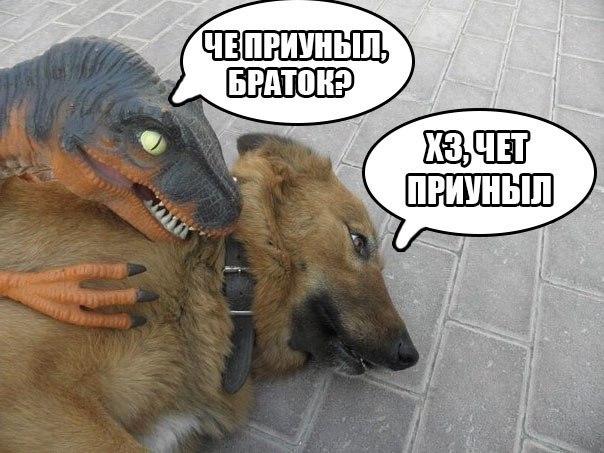 Юмор не для всех