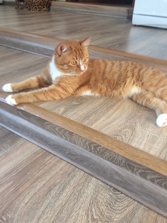 Коты и Кошки