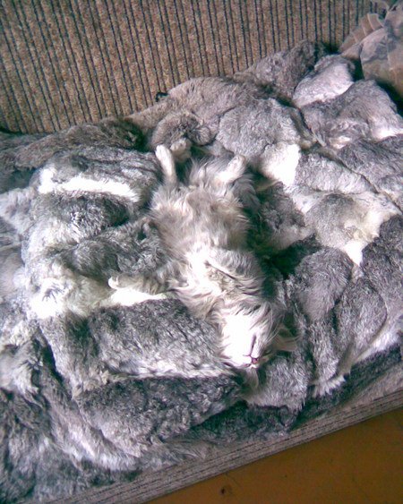 Коты и Кошки