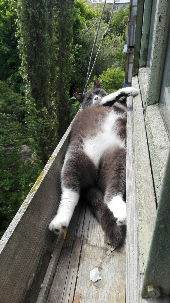 Коты и Кошки