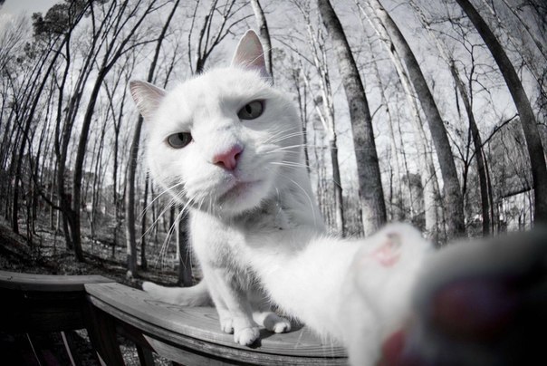 Коты и Кошки