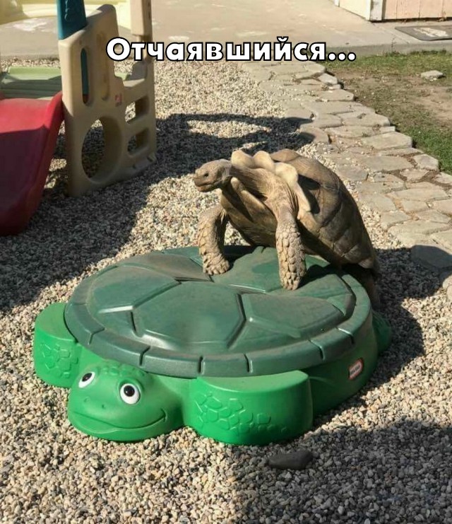 Подборка интересных и веселых картинок