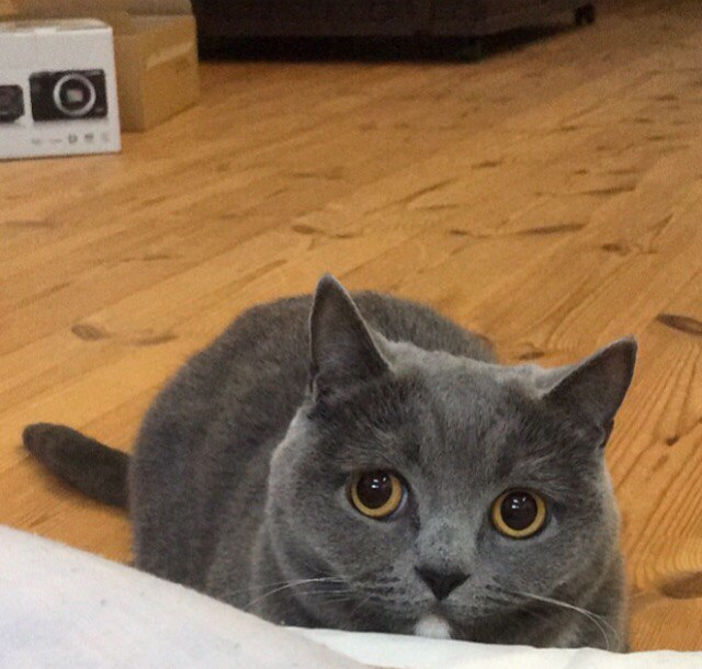 Коты и Кошки
