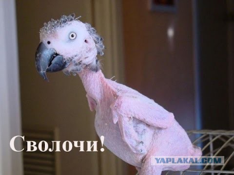 Жестокая расправа в Полысаево. Виновные уходят от наказания