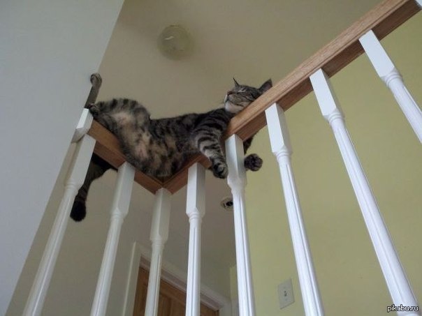 Кот без прикрас