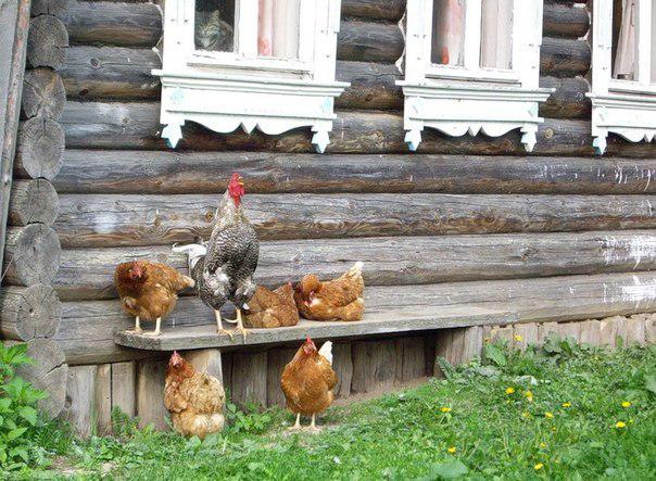 Живность из сети