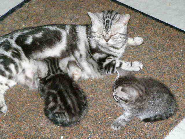 Котовторник на ЯПлакалъ (27.05.08), прикольные коты, добавляем свои!