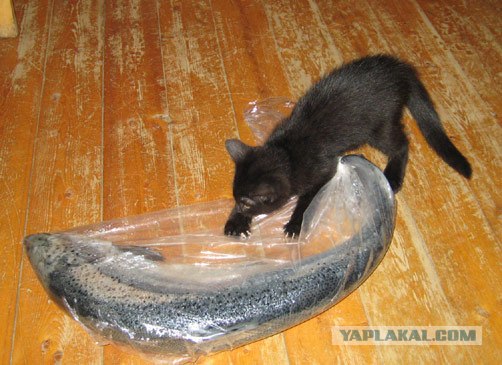 Ура, котовторник! (01.07.2008)