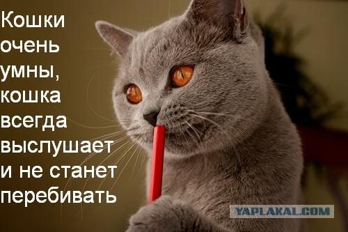 Ура, котовторник!