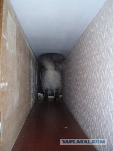 Котовторник 14.09.2010 Голые кошки на Yaplakal
