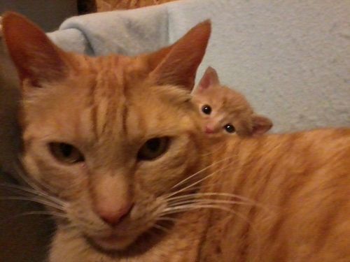 Прикольных котов пост