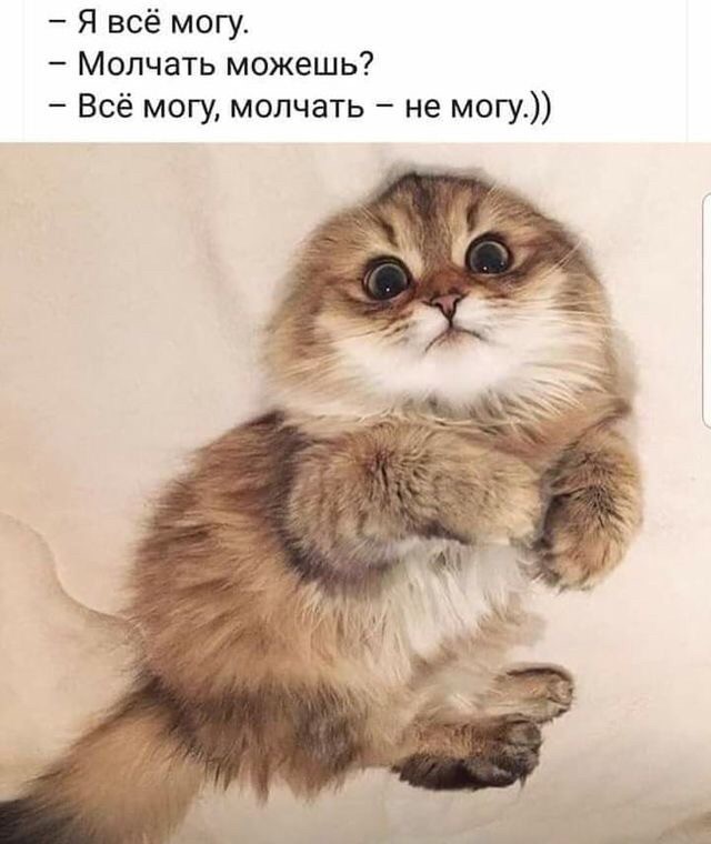 23 самых ленивых кота