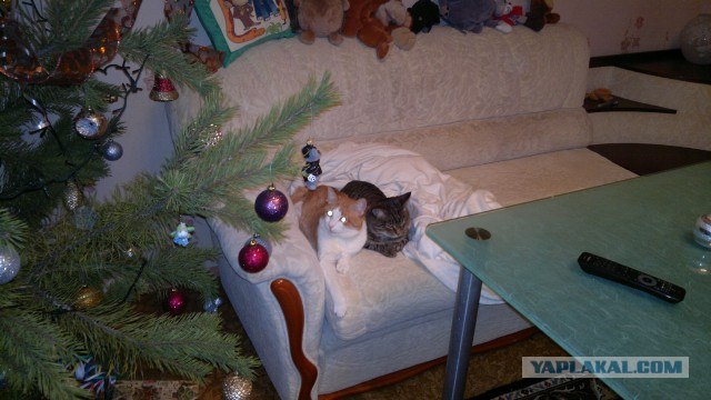 Котовторник 20.03.2012