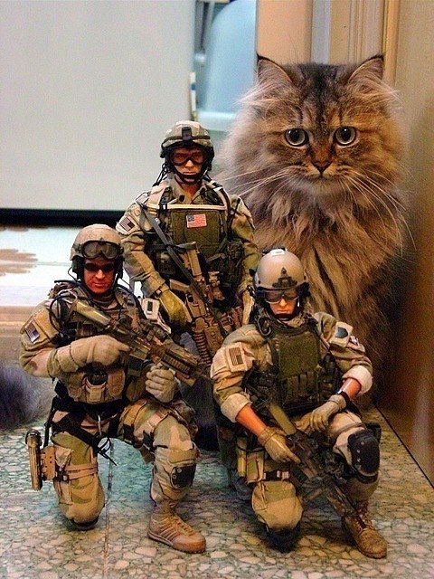 Кот - качок