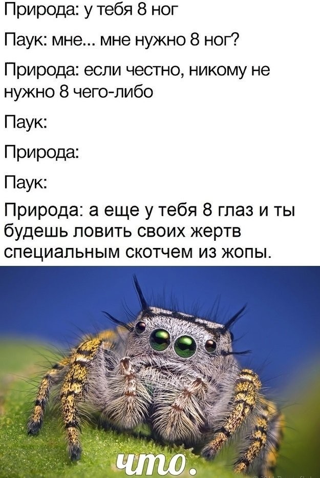 Опознание паука