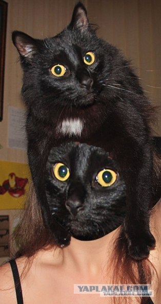 Эпичный кот