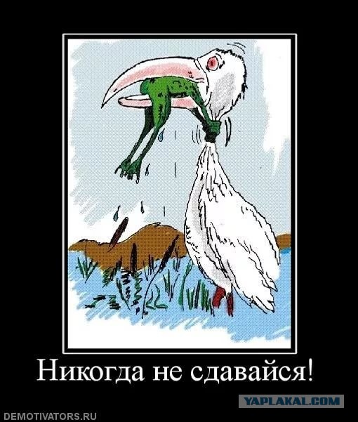 Питон vs крокодил: патовая ситуация