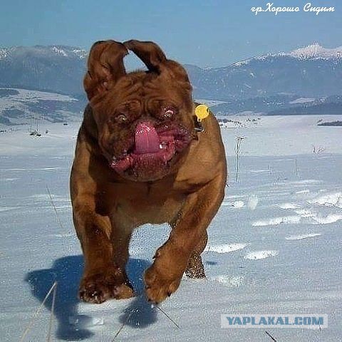Картинки