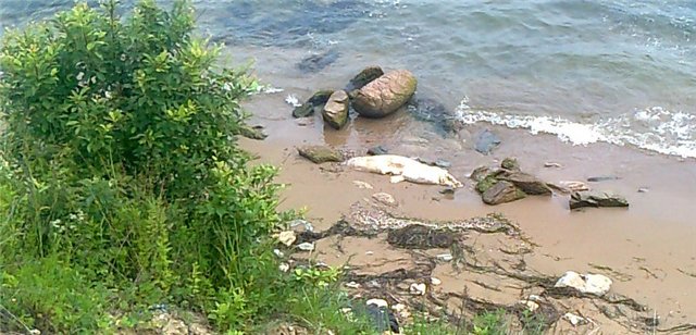 Белуха приплыла поиграть с людьми в Приморье