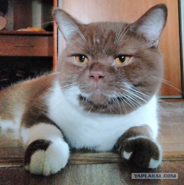 Котовторник (свои добавляем)