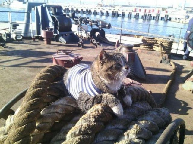 Друзья моряков: почему корабельных котов считают полноправными членами экипажа
